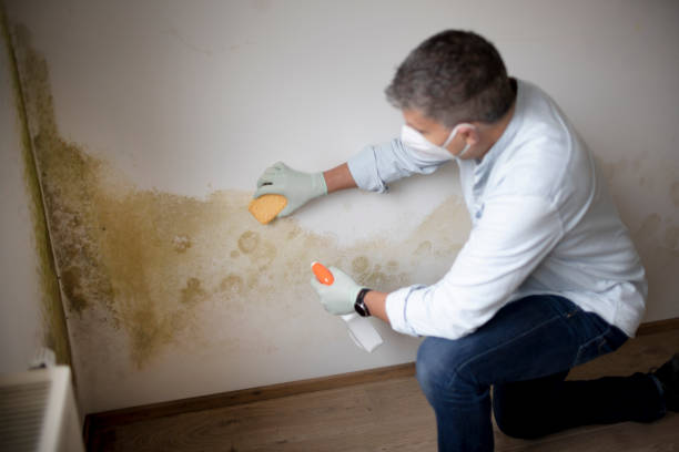 Best Commercial Mold Inspection  in Christmas, FL