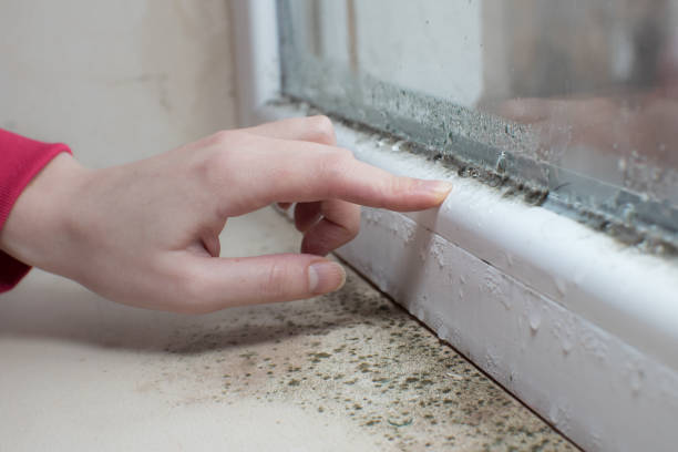 Best Attic Mold Removal  in Christmas, FL